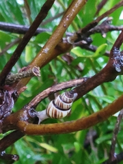 Drymaeus multilineatus