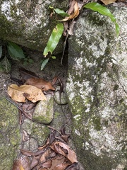 Eutropis
