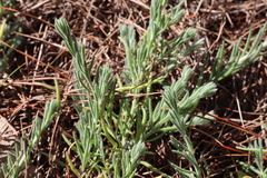 Enchylaena tomentosa