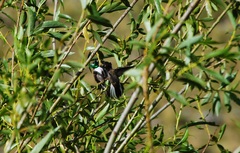 Oreotrochilus estella