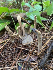 Clavariadelphus americanus