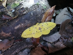 Saturniidae