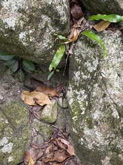 Eutropis