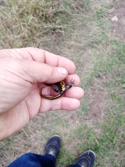 Triturus cristatus