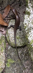 Eutropis