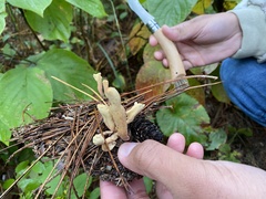 Clavariadelphus americanus