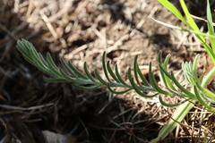 Enchylaena tomentosa