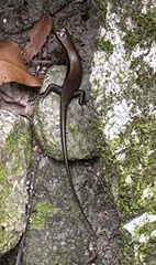 Eutropis