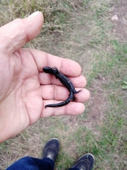 Triturus cristatus