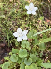 Parnassia asarifolia