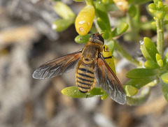 Poecilanthrax lucifer
