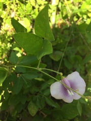 Centrosema virginianum