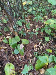 Clavariadelphus americanus