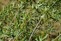 Oreotrochilus estella