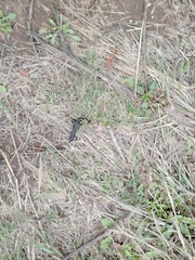 Triturus cristatus