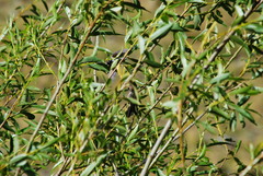 Oreotrochilus estella