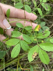 Rosa palustris