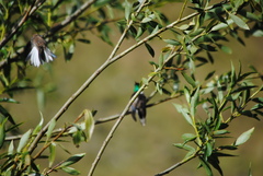 Oreotrochilus estella