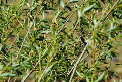 Oreotrochilus estella