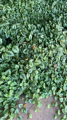 Lamium galeobdolon argentatum