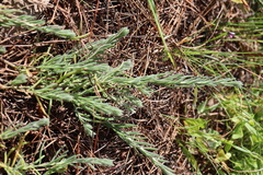 Enchylaena tomentosa