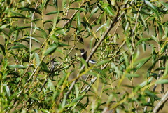 Oreotrochilus estella