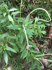 Exostema longiflorum