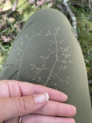 Agrostis perennans
