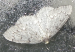 Nepytia canosaria