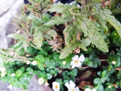 Chaenostoma cordatum