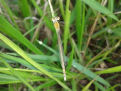 Paracercion hieroglyphicum