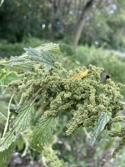 Urtica gracilis