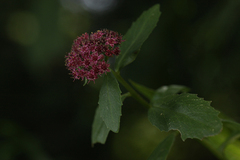 Hylotelephium telephium fabaria