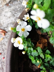 Chaenostoma cordatum