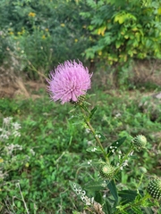 Cirsium discolor