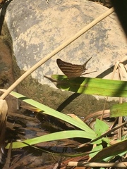 Marpesia chiron chironides