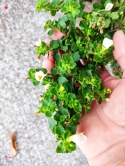 Chaenostoma cordatum