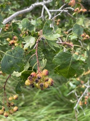 Crataegus laevigata