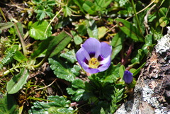 Acaulimalva nubigena