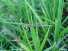 Paracercion hieroglyphicum