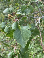 Crataegus laevigata
