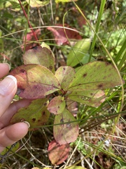 Viburnum cassinoides