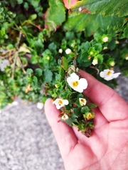 Chaenostoma cordatum