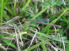 Paracercion hieroglyphicum