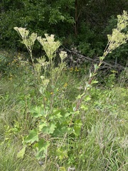 Arnoglossum