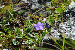 Acaulimalva nubigena