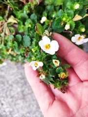 Chaenostoma cordatum