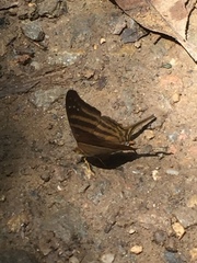 Marpesia chiron chironides