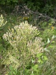 Arnoglossum