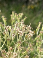 Arnoglossum